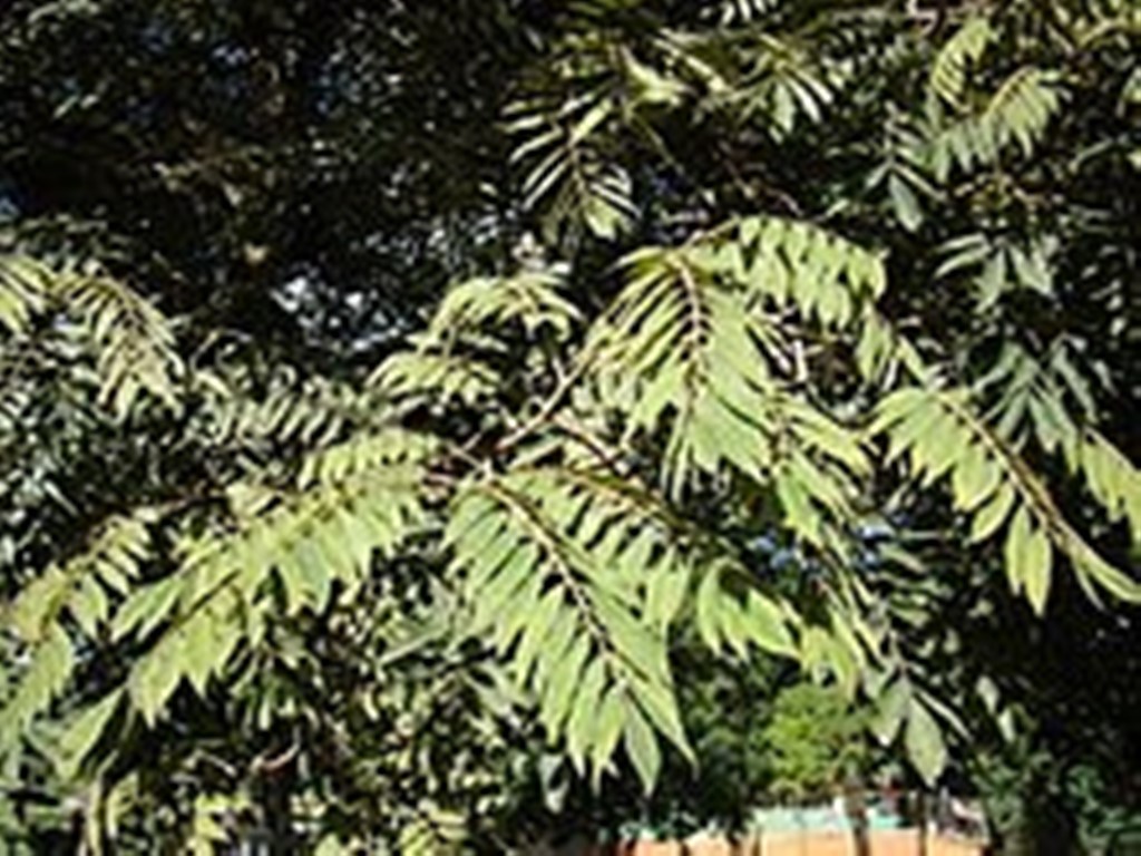 CEDRELA FISSILIS